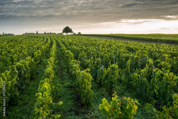 Obraz Vineyards in Pommard, near  Beaune, Burgundy, France