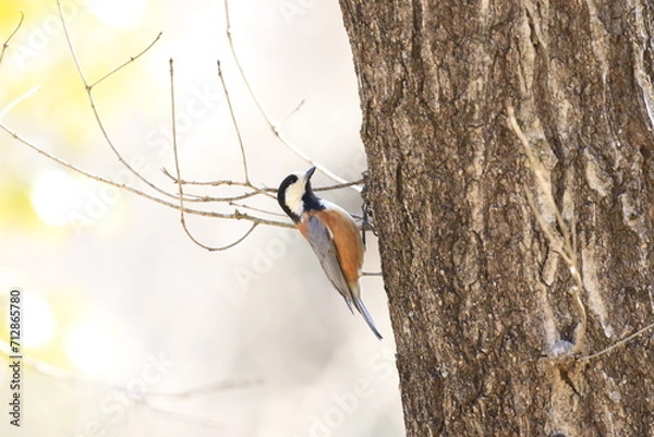 Fototapeta 木の幹をつたって上に向かって歩くヤマガラ