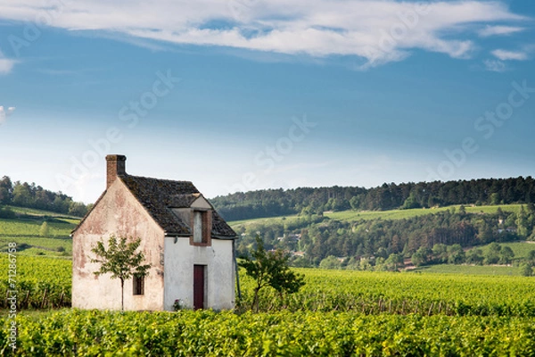 Obraz Winnica. Pommard, Cote de Beaune, d'Or, Burgundia, Francja
