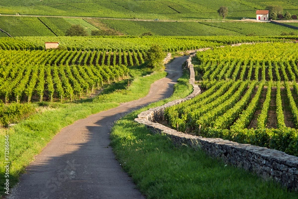 Obraz Winnica. Pommard, Cote de Beaune, d'Or, Burgundia, Francja