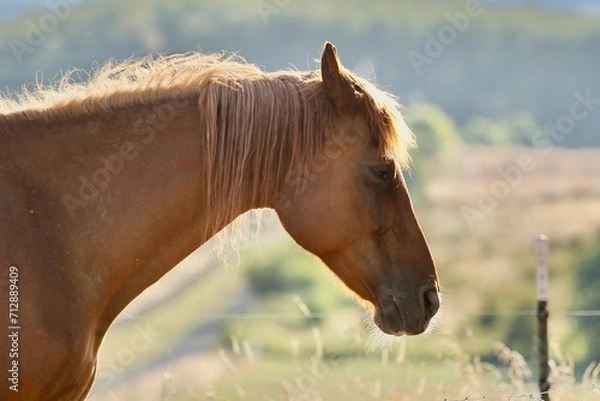 Fototapeta Chestnut mare with unhappy expression in Carlton Oregon