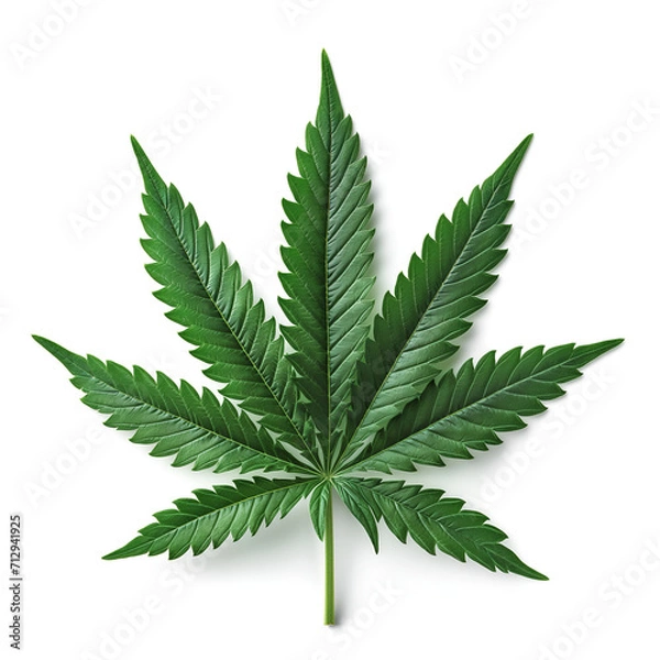 Obraz cannabis leaf isolated on white