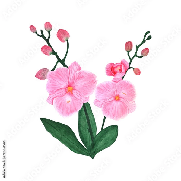 Obraz Watercolor orchid branch. Flowers on a white background for printing on textiles, cards and invitations.