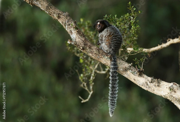 Obraz Lonely monkey resting on tree