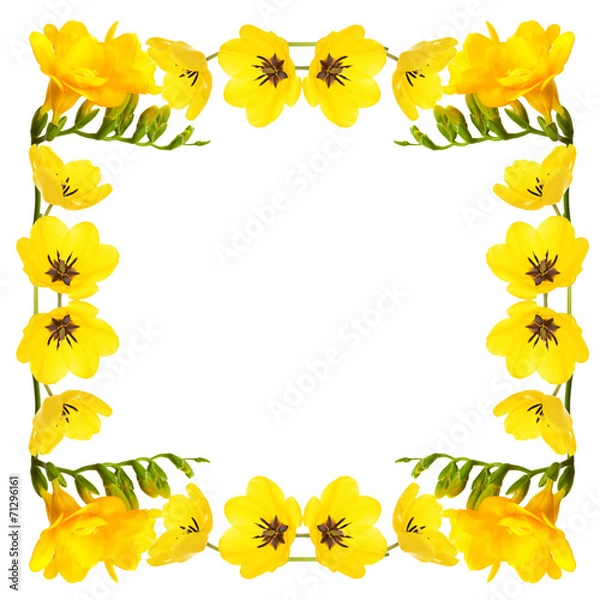 Fototapeta Frame of beautiful tulips isolated on white
