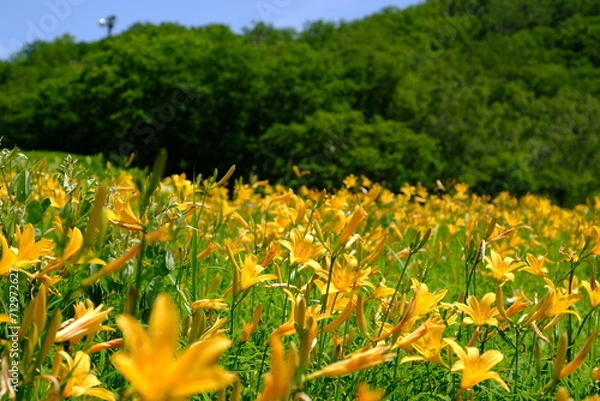 Obraz ニッコウキスゲの群生地