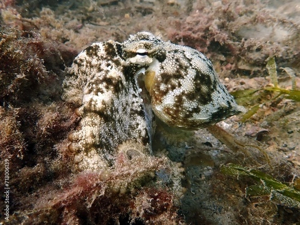 Obraz octopus