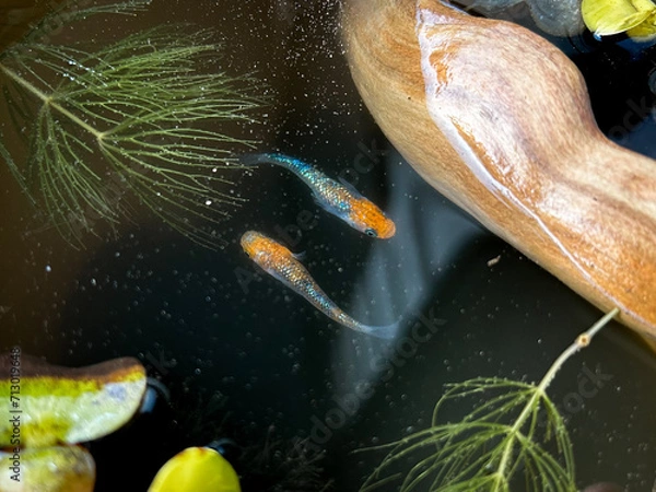 Obraz メダカビオトープ