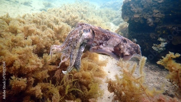 Obraz cuttlefish
