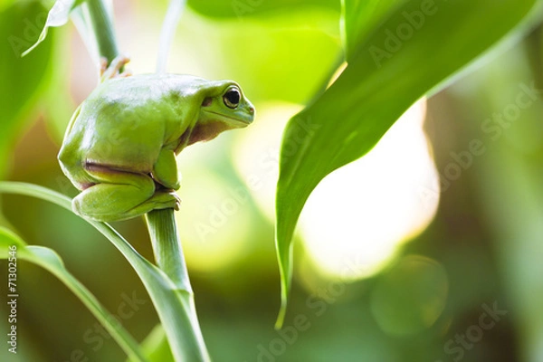 Obraz Australian Green Tree Frog