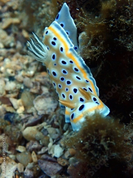 Obraz nudibranch