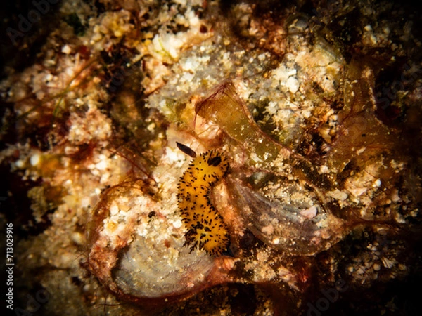 Obraz nudibranch