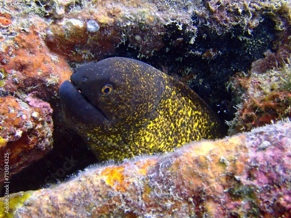 Obraz moray eel