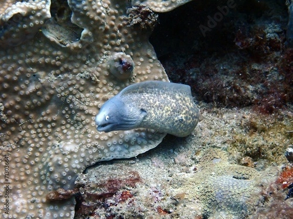 Fototapeta moray eel