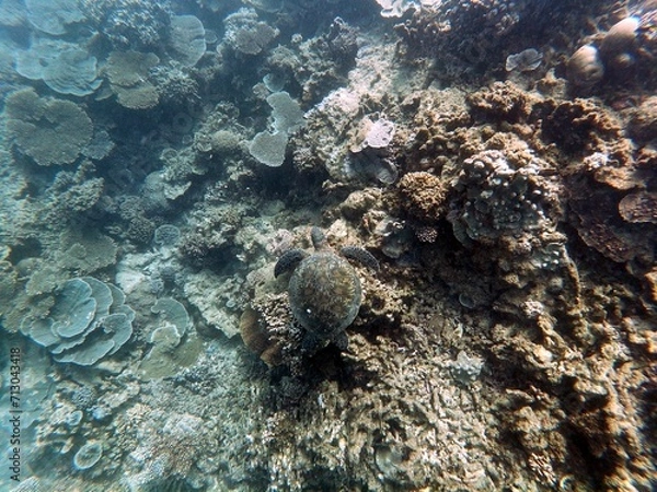 Obraz green sea turtle