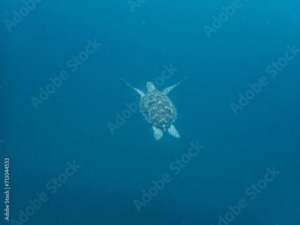 Obraz green sea turtle