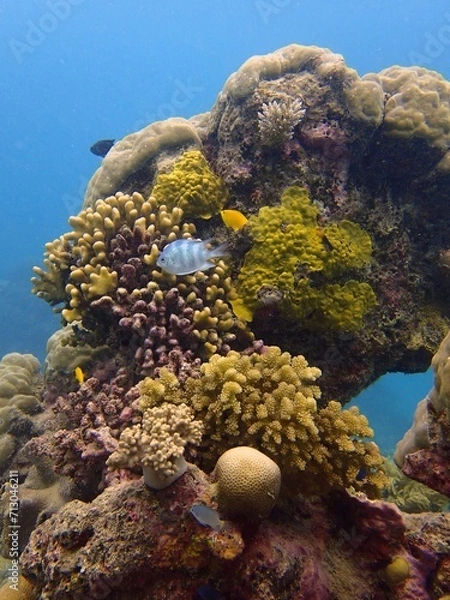 Obraz coral reef