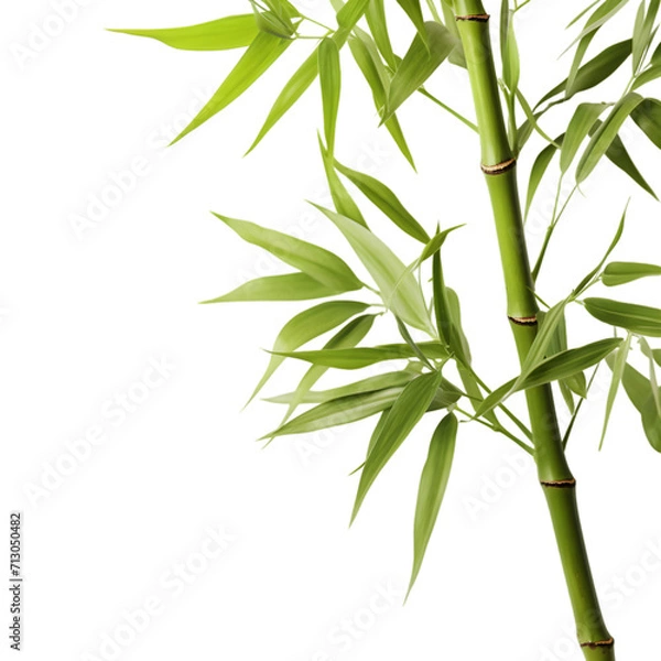 Fototapeta bamboo isolated on transparent background