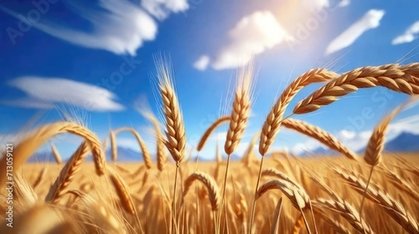Fototapeta Nature's abundance: Wheat field stretching under a blue sky with fluffy clouds, symbolizing a rich harvest
