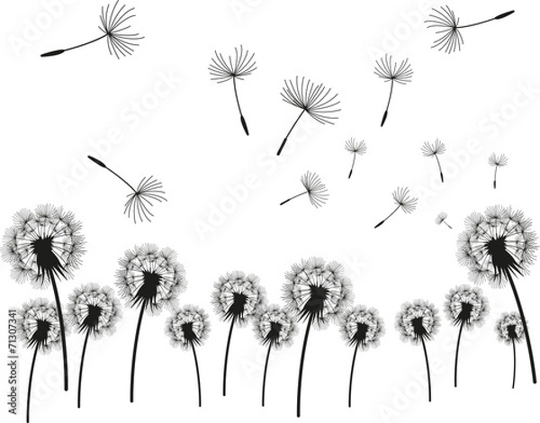 Obraz dandelion