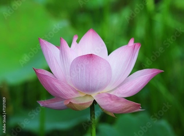 Obraz Pink Lotus Flower
