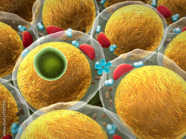 Fototapeta fat cell, Insulin