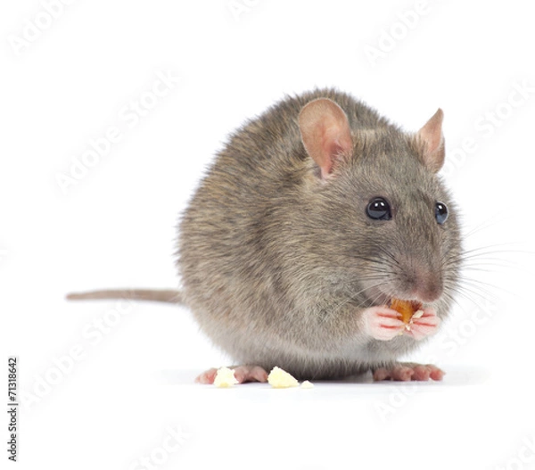 Fototapeta rat
