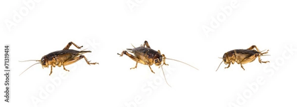 Obraz Brown cricket