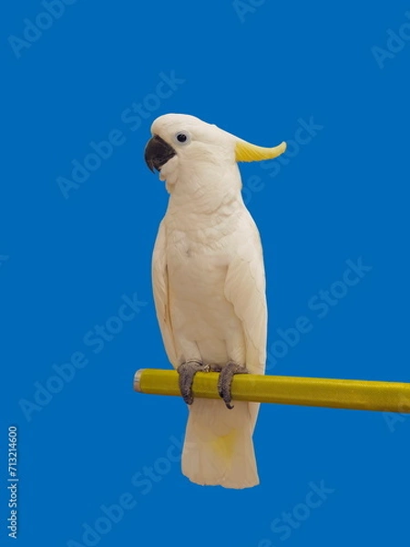 Obraz a yellow crested cockatoo perching of branch isolated on blue background.