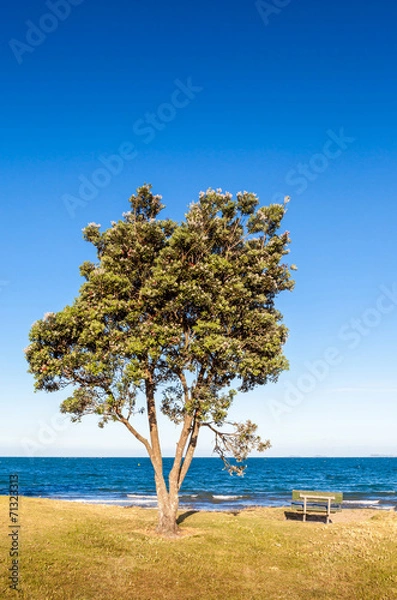 Fototapeta Pohutukawa tree (Metrosideros excelsa), a coastal evergreen tree