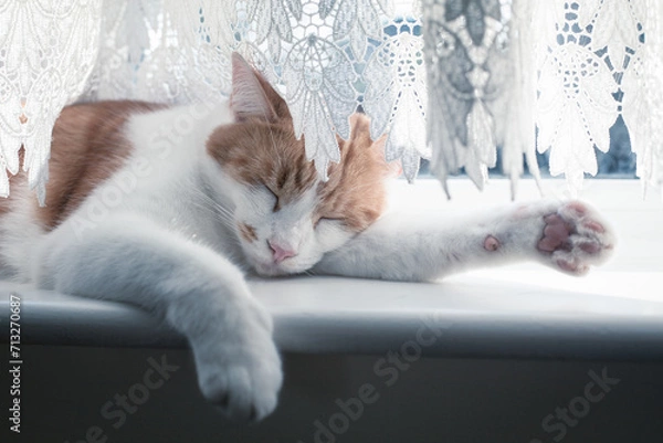 Fototapeta Giner Tomcat