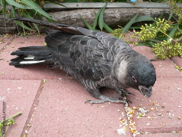 Obraz white tailed cockatoo
