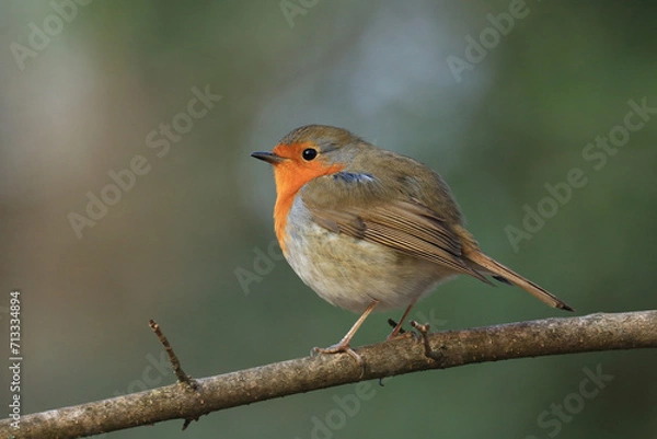 Fototapeta European Robin on the branch