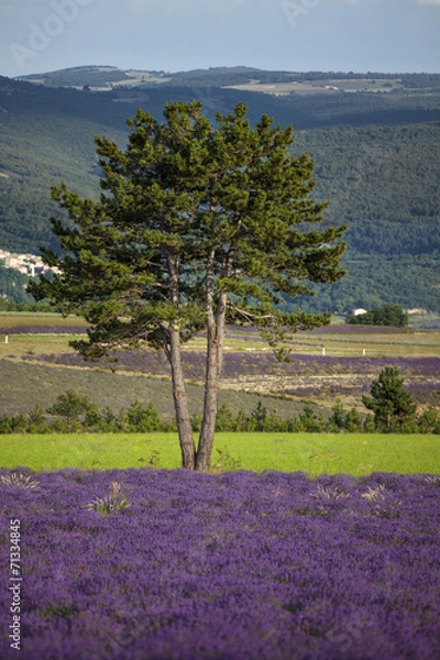 Fototapeta Levander field