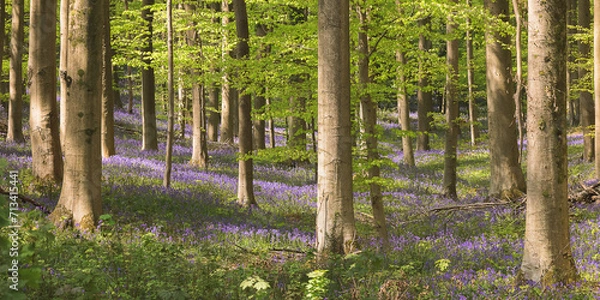 Obraz forest in spring, Hallerbos, Hallerforest