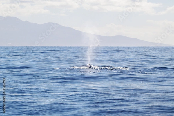 Fototapeta Whale splashing in front of Hawaiian Island