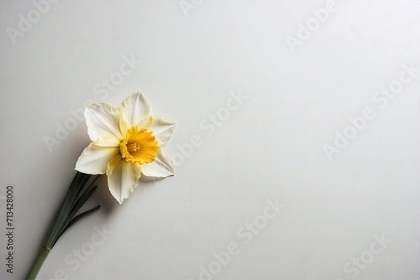Obraz daffodil flower with stem on white backdrop with copy space