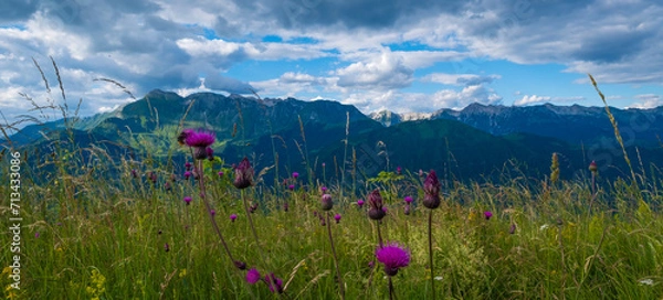 Fototapeta Header with violet alpine wildflowers and mountain chain