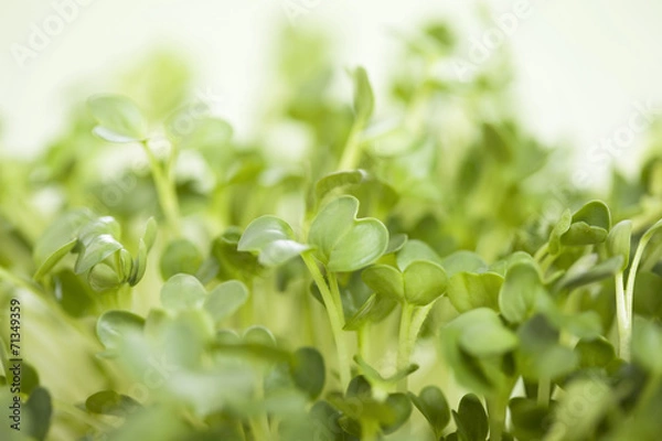 Fototapeta カイワレダイコン