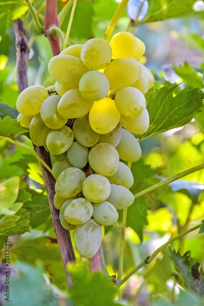 Fototapeta гроздь винограда 57