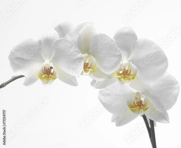 Fototapeta storczyk3