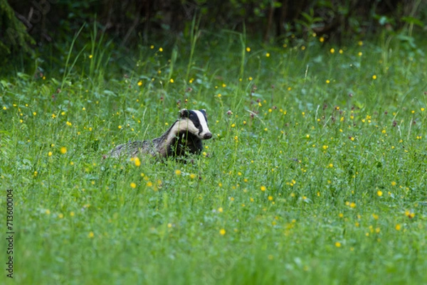 Obraz An European badger standing still on a summery meadow with wild plants in Estonia	