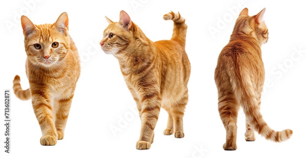 Obraz Cute orange cat collage with front, side and back view over isolated transparent background