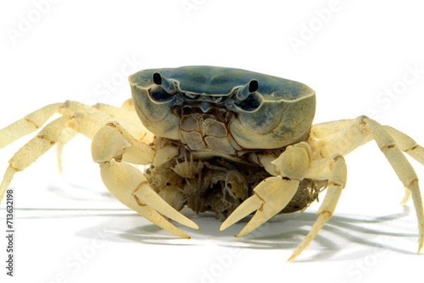 Fototapeta サワガニ　子ガニを抱えたメス　白バック
