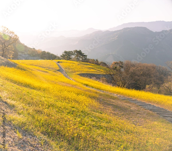 Obraz 菜の花,翠波高原