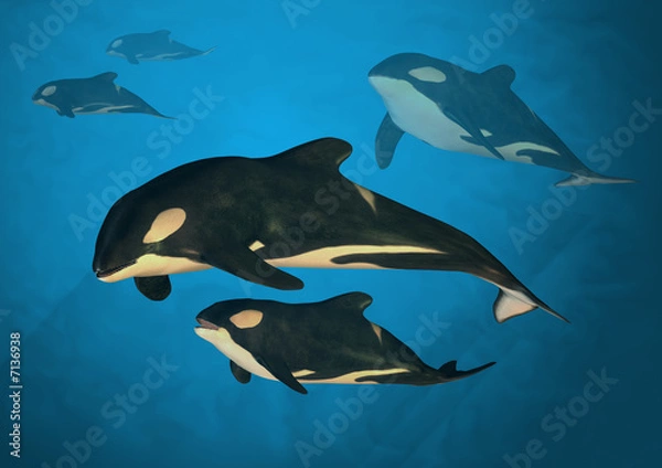 Obraz Orca Family