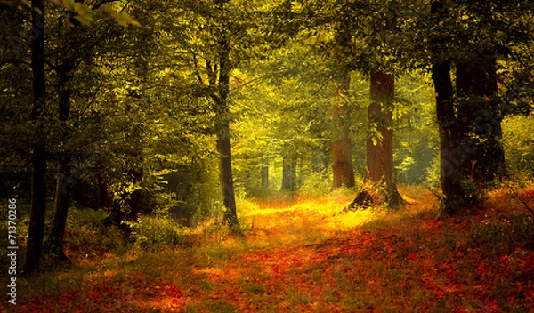 Obraz Beautiful light in the forest