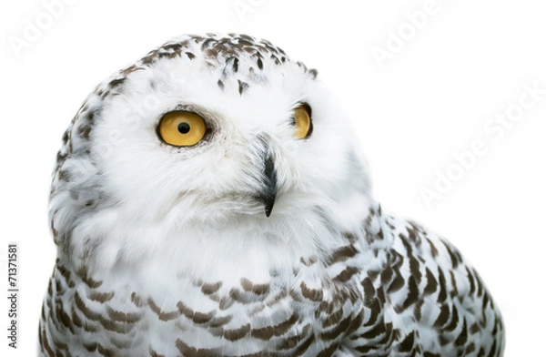 Obraz snowy owl