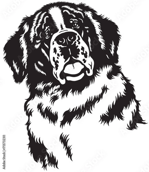 Fototapeta saint bernard head