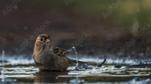 Obraz Bird taking a bath